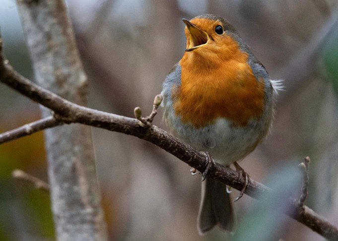 European Robin Singing on Branch
