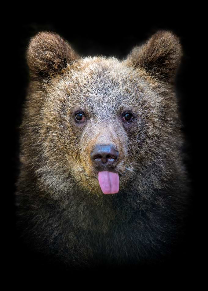 Silly Brown Bear Sticking Tongue Out