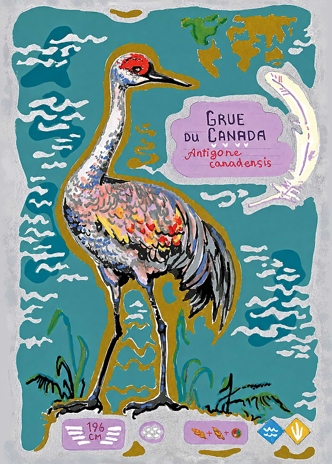 Sandhill Crane Educational Illustration