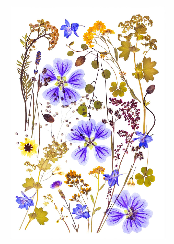 Pressed Wildflower Botanical Collection