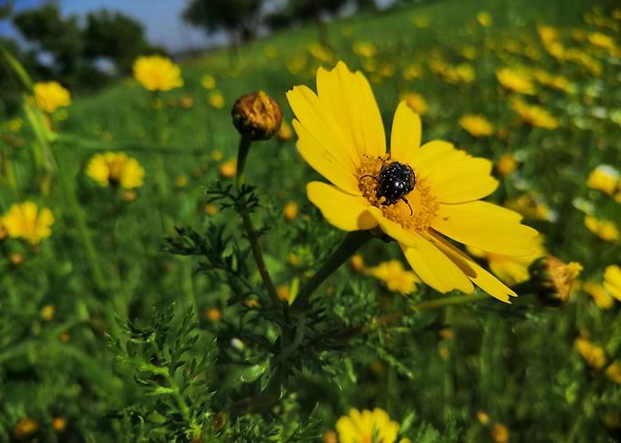 Beetle on a Yellow Flower