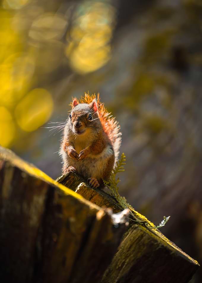 Small Squirrel Perched on Tree Stump