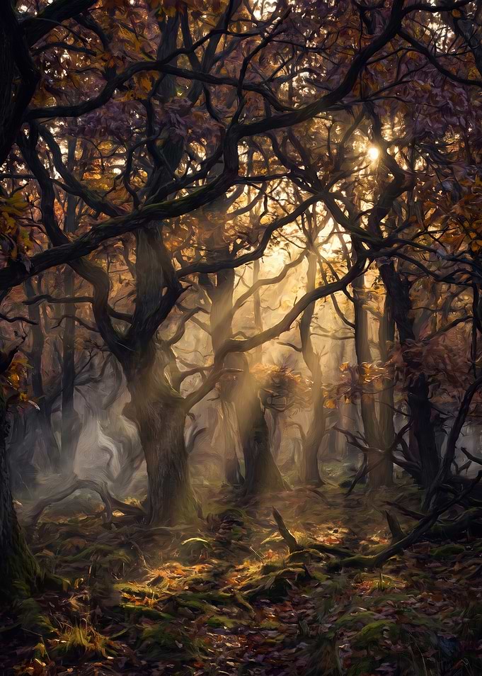 Sunlight Filtering Through Ancient Forest