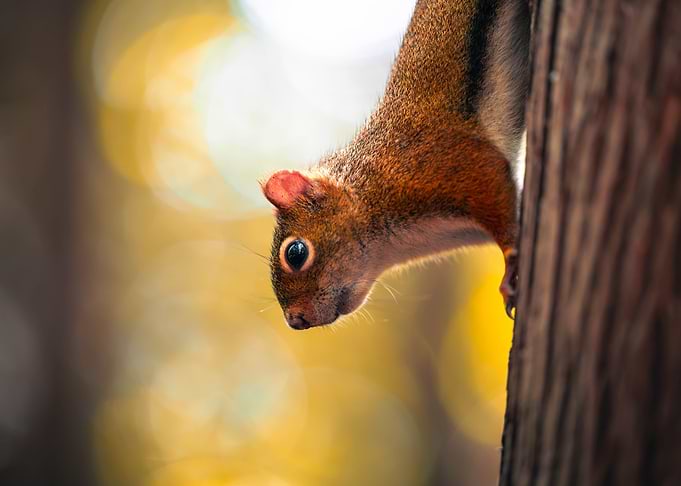 Close-up of a Curious Squirrel