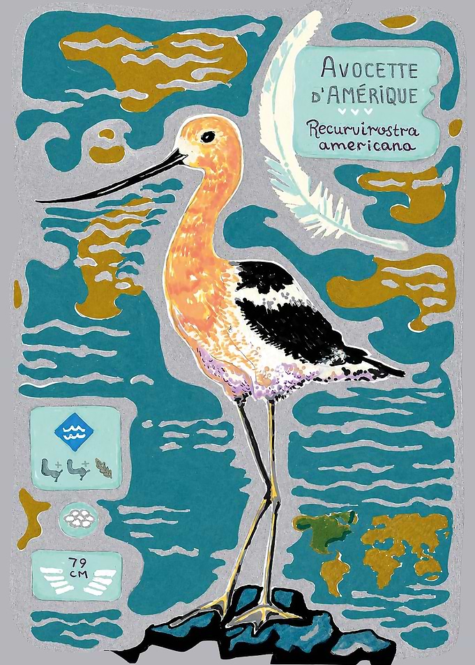 American Avocet Scientific Illustration Poster