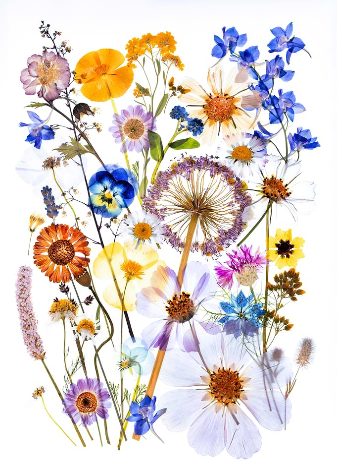 Pressed Wildflower Botanical Arrangement
