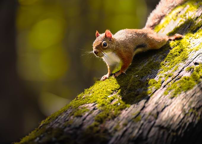 Red Squirrel on Mossy Tree Branch