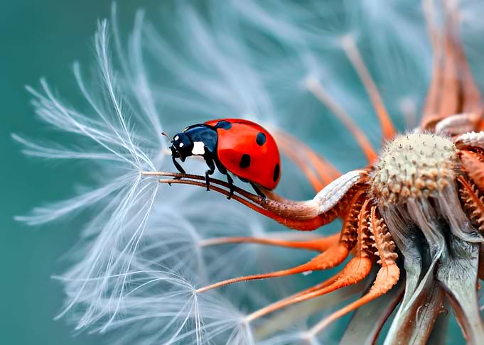 Ladybug on a Dandelion Seed Head