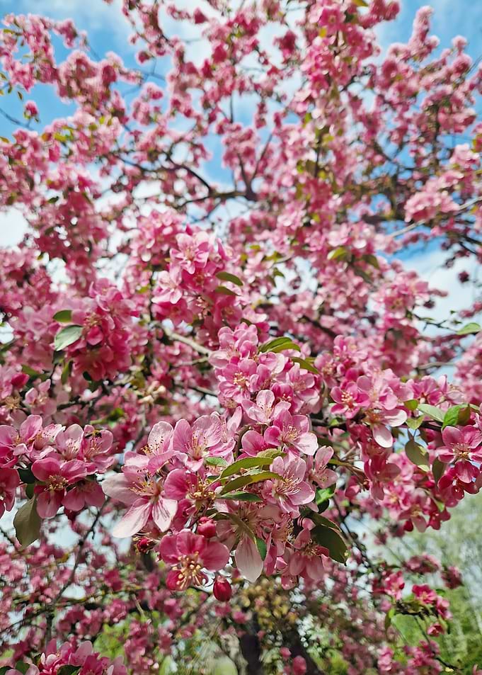 Vibrant Pink Cherry Blossom Tree