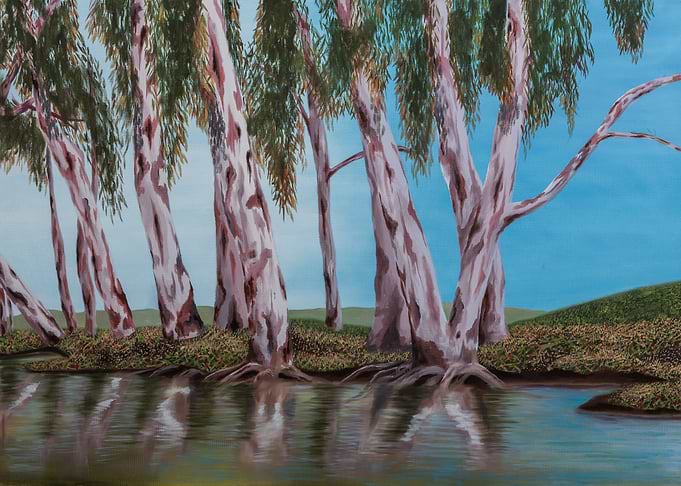 Eucalyptus Trees Along a Riverbank