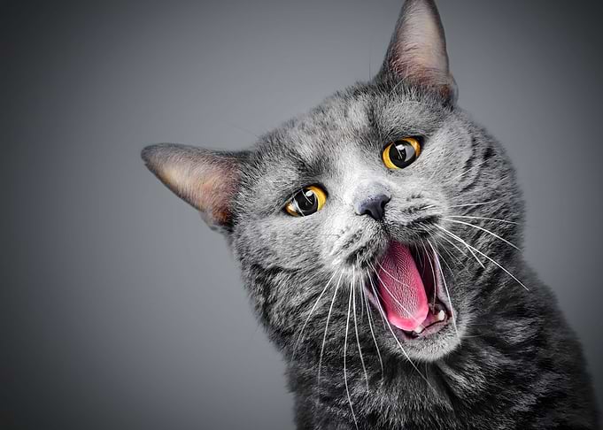 Yawning Grey Cat Portrait