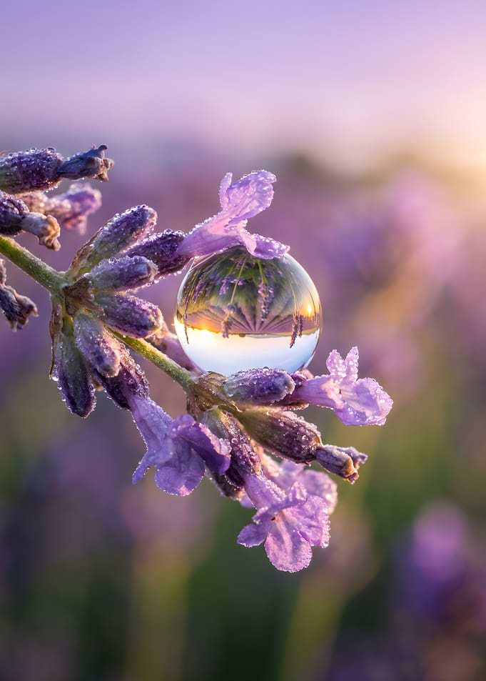 Lavender Field Reflected in Dewdrop