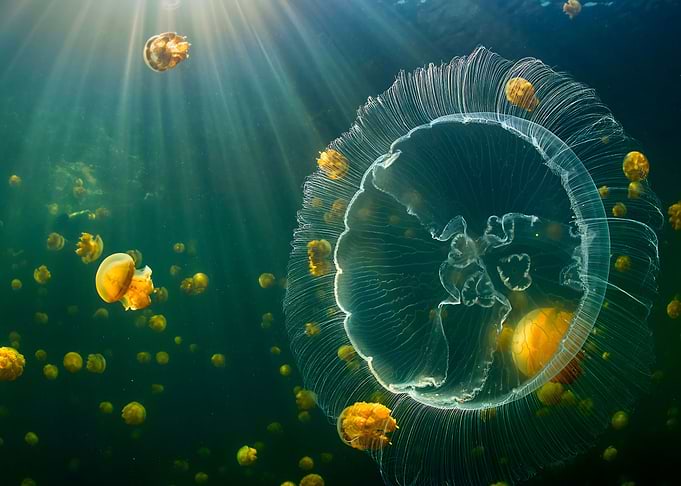 Golden Jellyfish Swarm Underwater