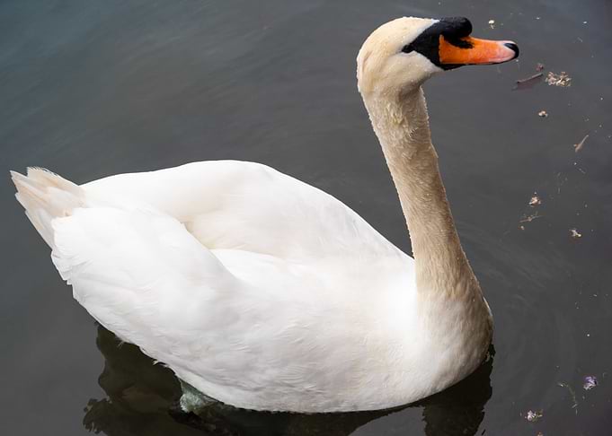 Elegant White Swan on Dark Water