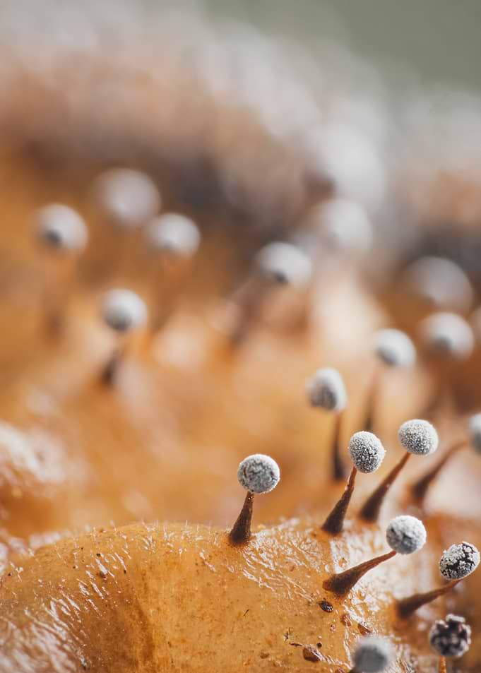 Macro View of Mold Spores Didymium Nigripes