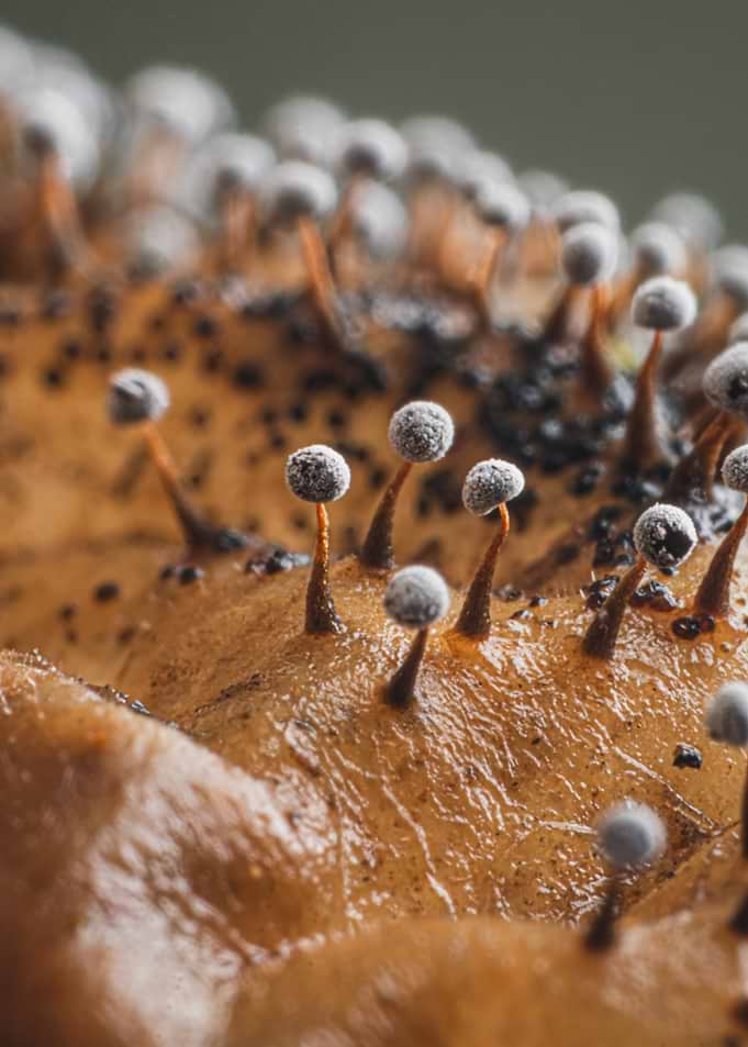 Macro View of Slime Mold Didymium Nigripes