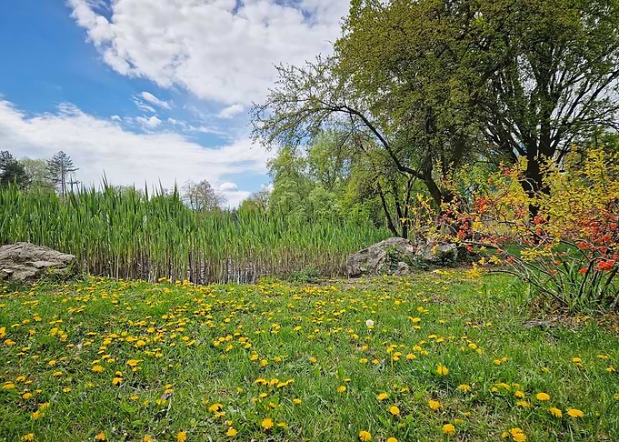 Spring Meadow with Dandelions and Pond