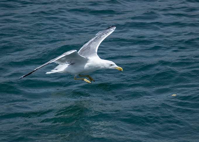 Seagull Punctum