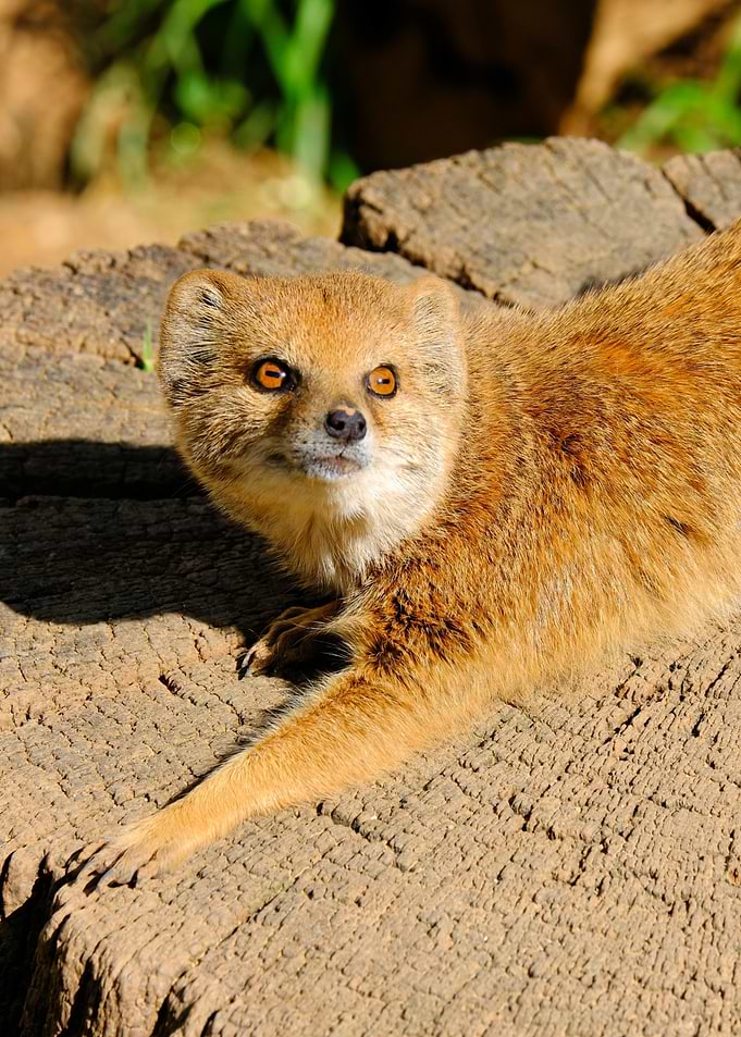 Yellow Mongoose Resting on Log wallpaper