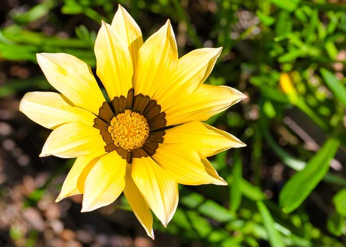 Vibrant Yellow Gazania Flower