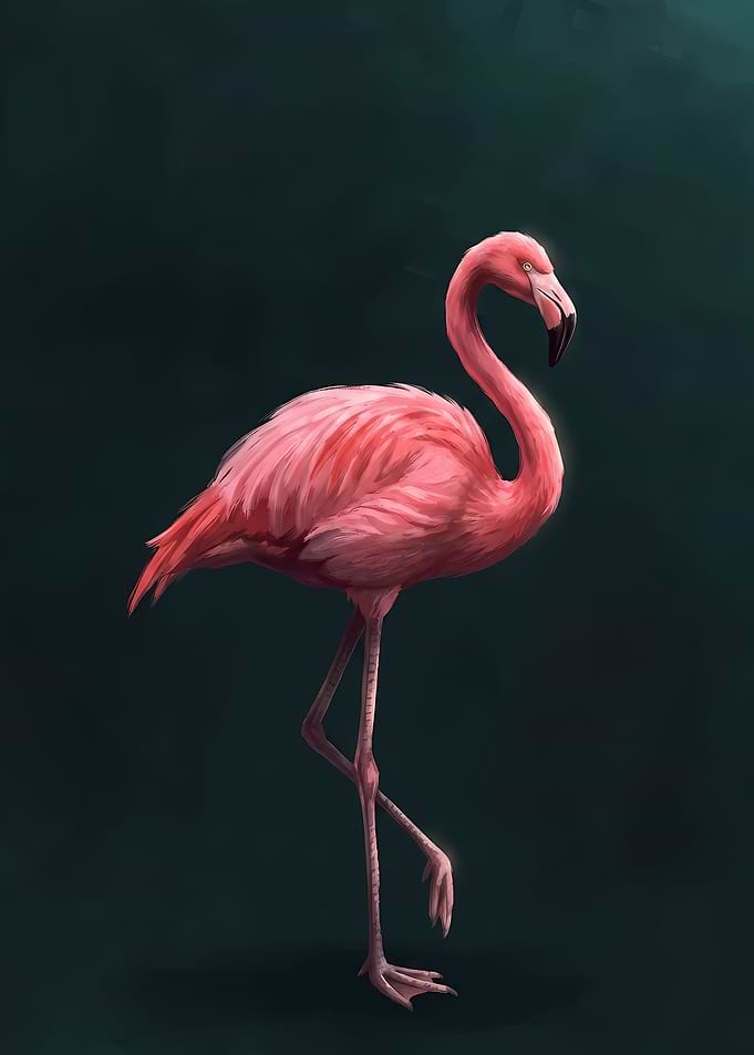 Elegant Pink Flamingo on Dark Background