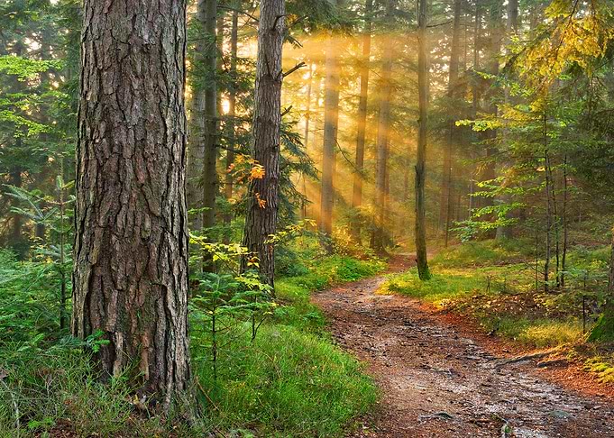 Sunny trees