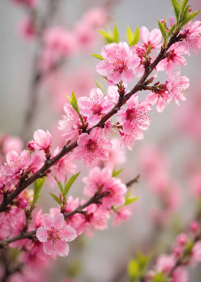 Delicate Pink Peach Blossom Branches