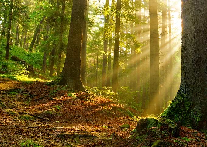 Sunny magic forest