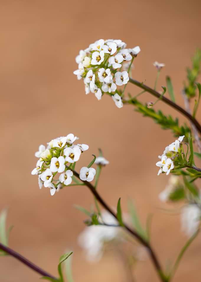 Delicate White Flowers