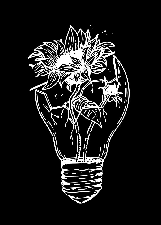 Sunflower Growing Inside Broken Lightbulb
