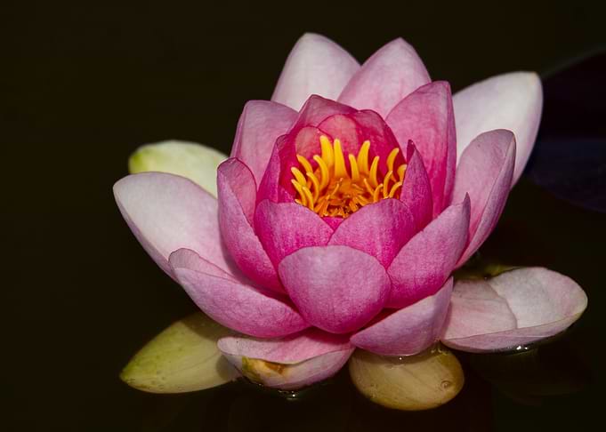 Vibrant Pink Water Lily Bloom