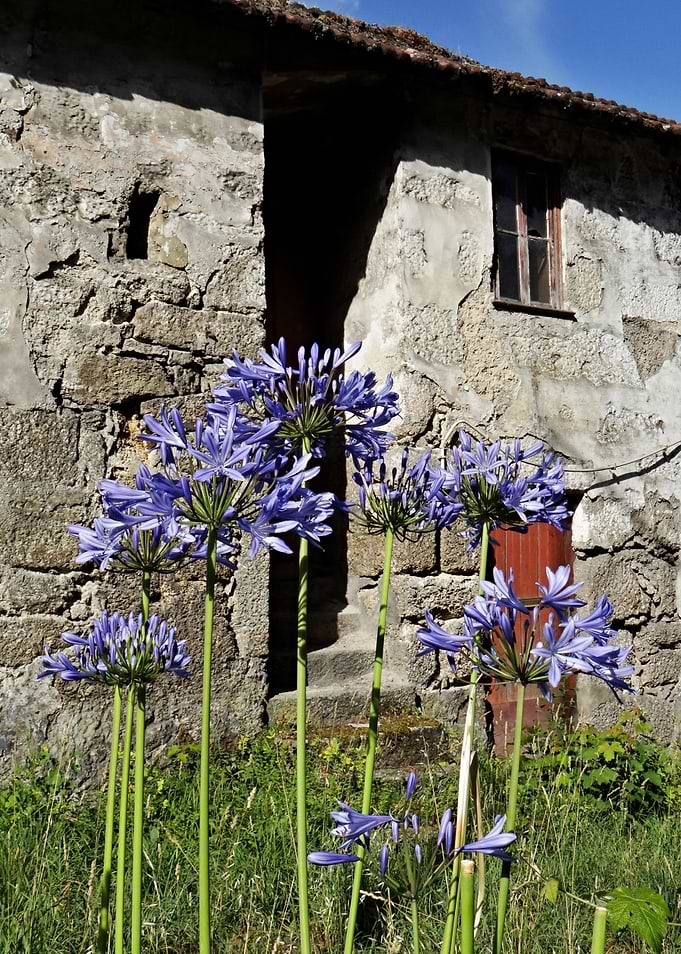 Blue Agapanthus Flowers Before Stone House