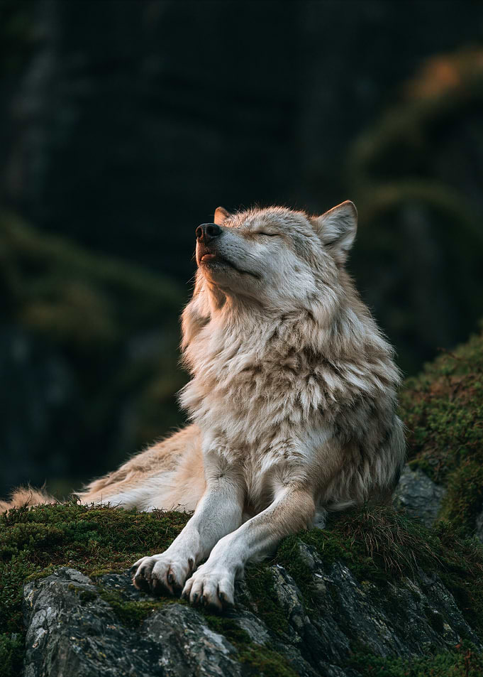 Serene Wolf Resting on Mossy Rock