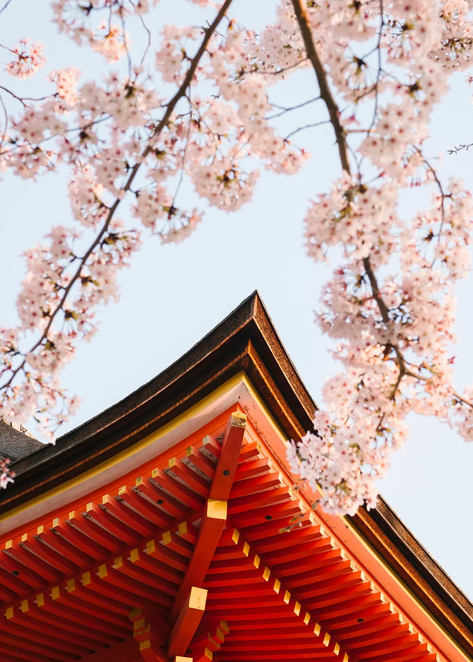 Traditional Japanese Temple Roof and Cherry Blossoms