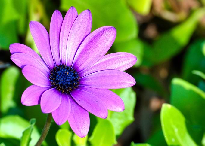 Vibrant Purple African Daisy Flower