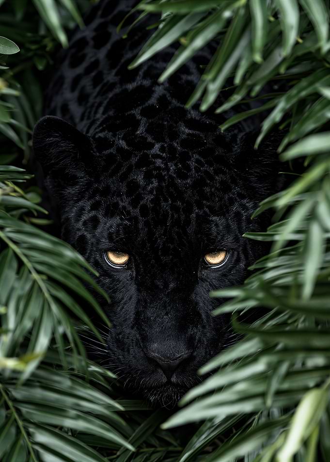 Black Panther Stalking in Jungle