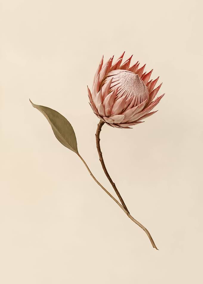 Single Pink Protea Flower