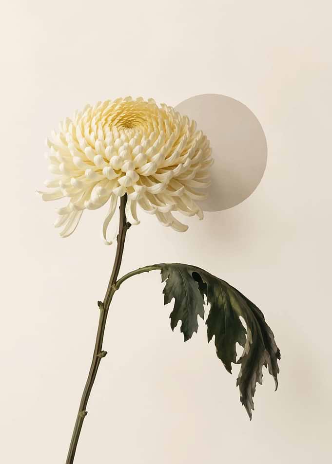 Minimalist Cream Chrysanthemum Flower