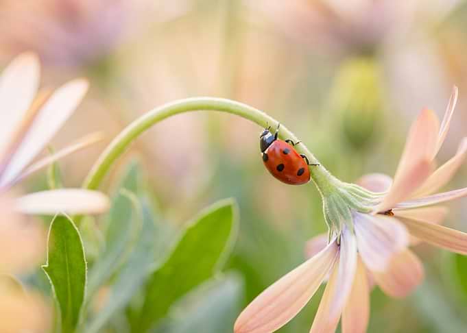 Ladybug on a Pale Flower