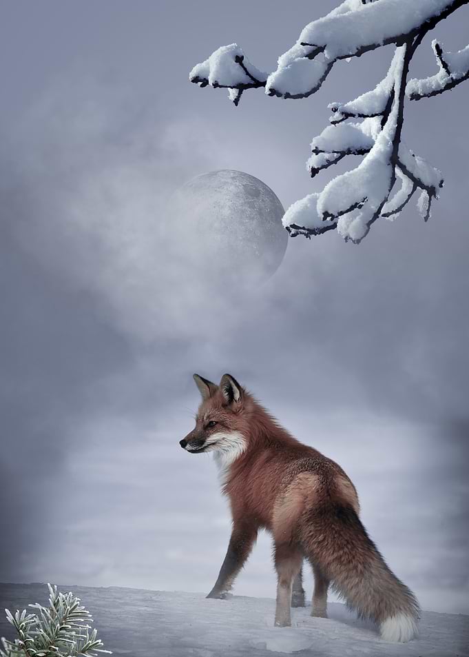 Fox in the Lingering Snow