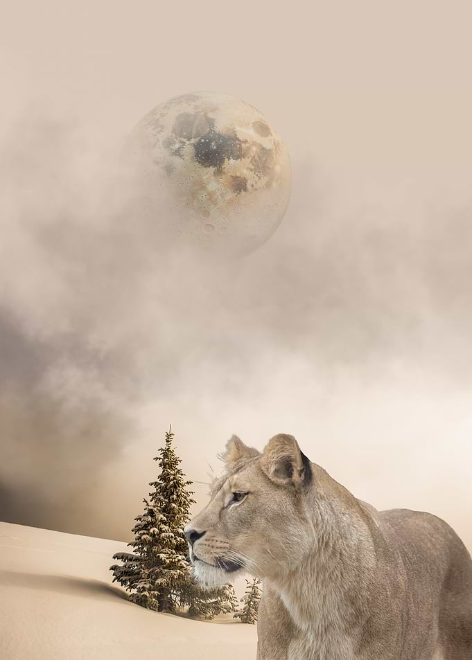The Lone Huntress (Lioness)