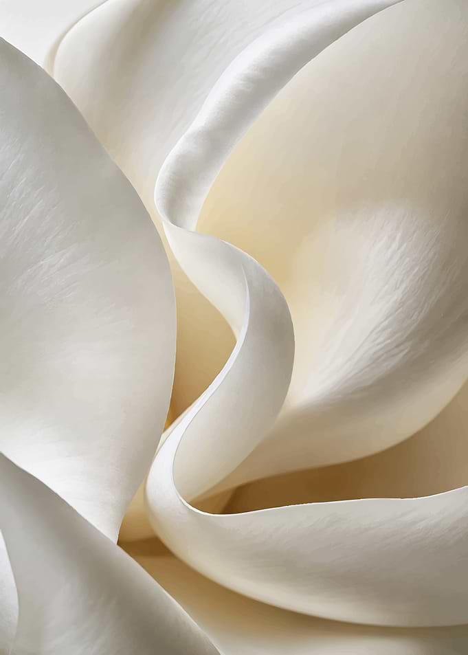 Abstract White Flower Petal Macro