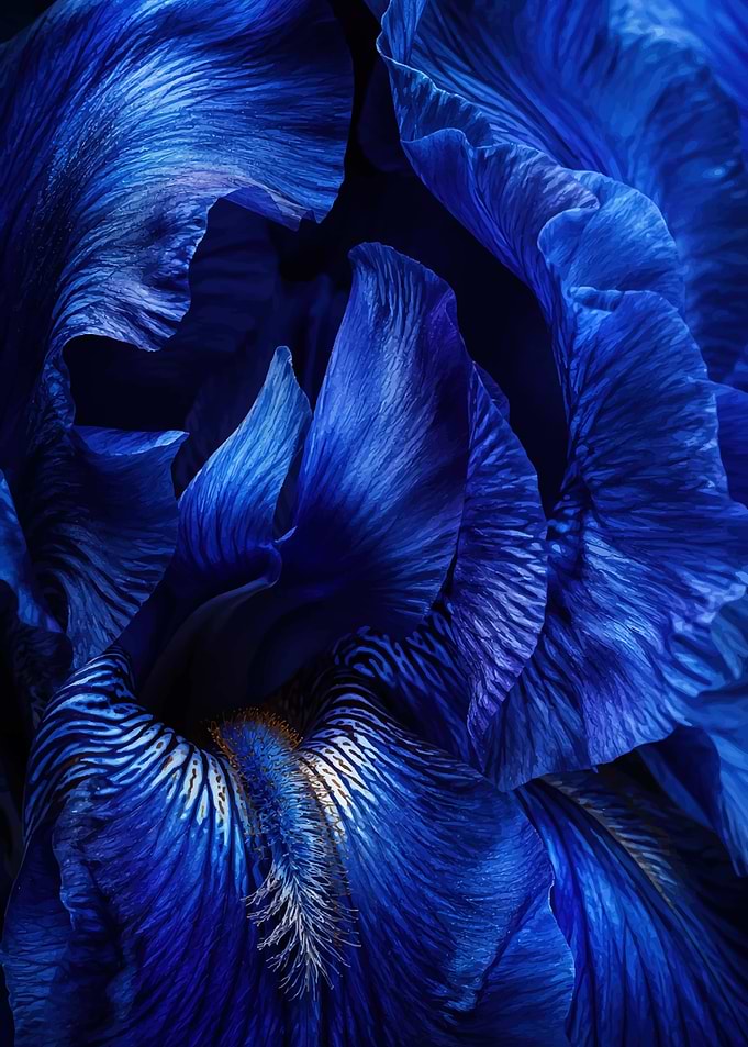 Deep Blue Iris Flower Petals