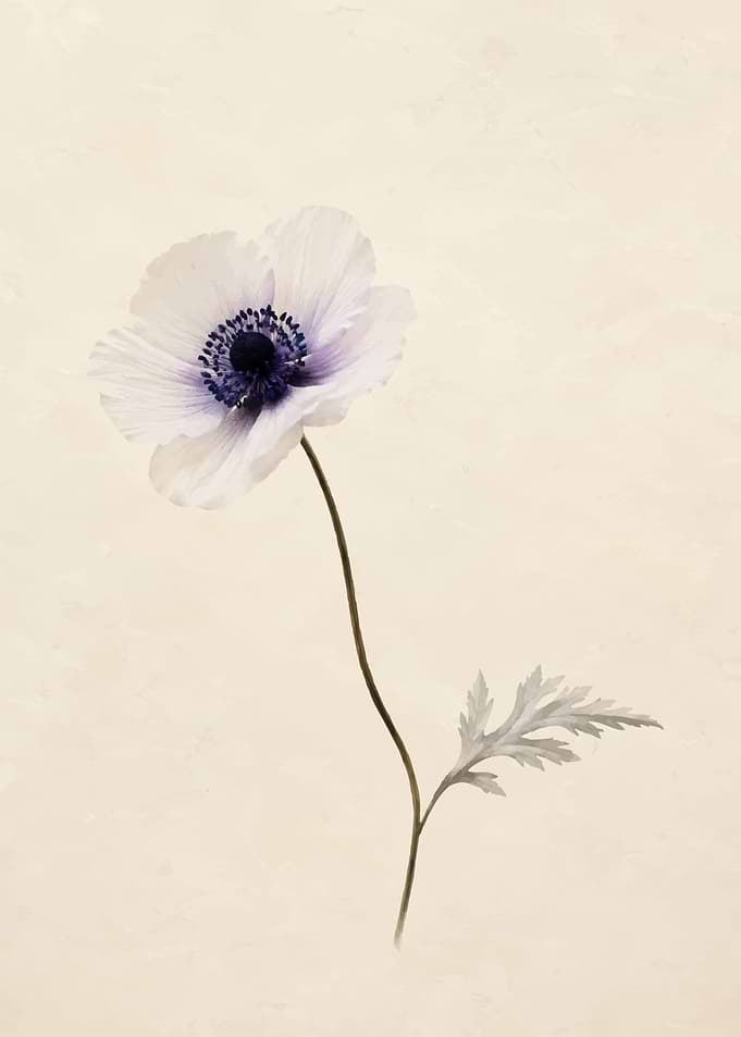 Minimalist Pale Anemone Flower Illustration