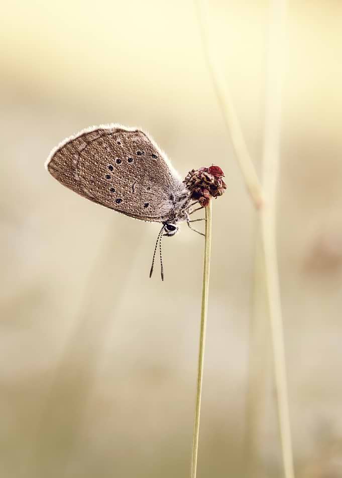 Small butterfly on a thin stem