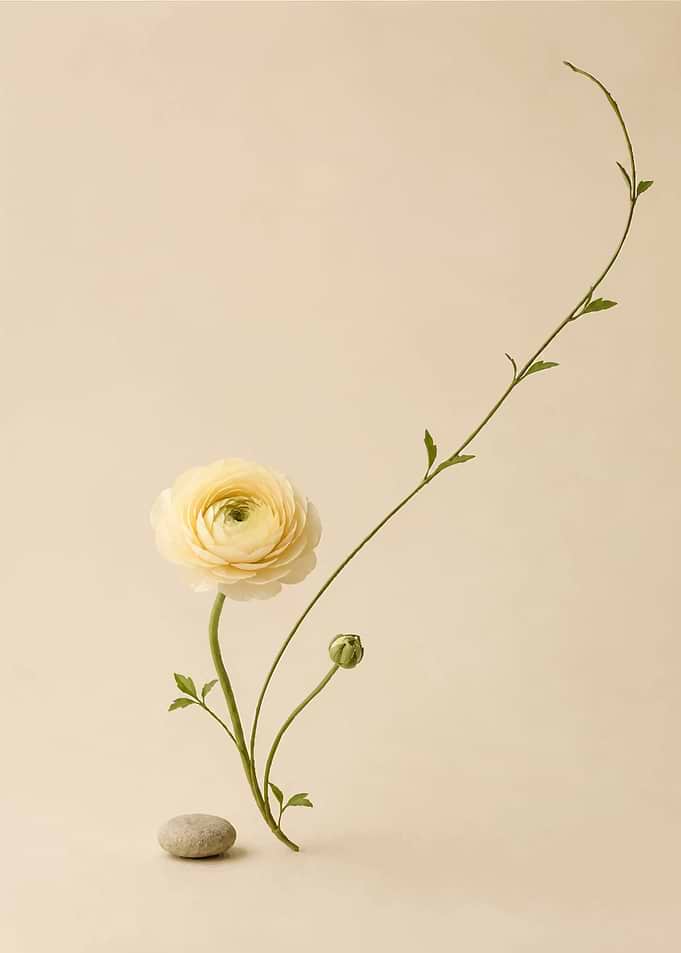 Minimalist Ranunculus Flower and Stone