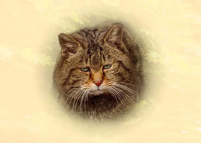 Portrait of a Wildcat