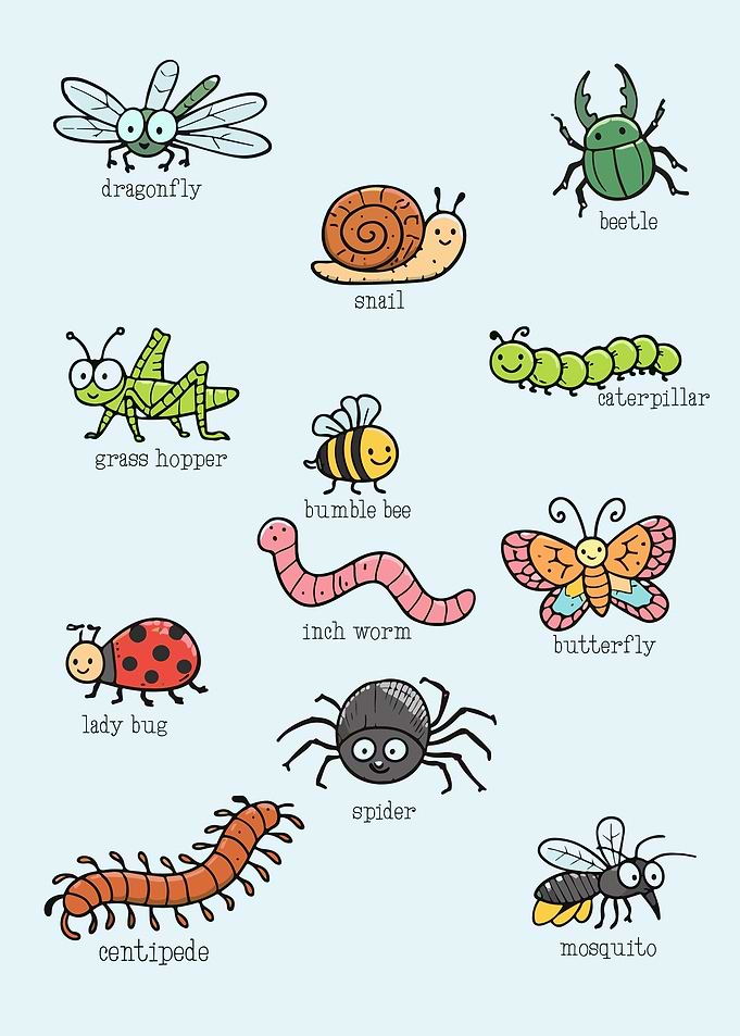 Cute Cartoon Insect Identification Chart