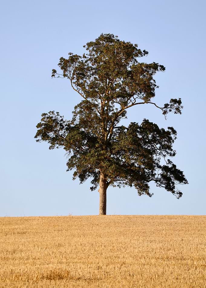 Solitary Tree in Golden Field