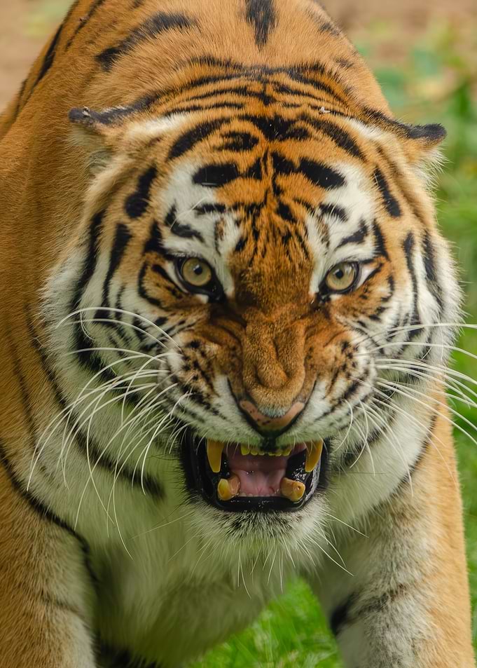 Fierce Snarling Tiger Close-up